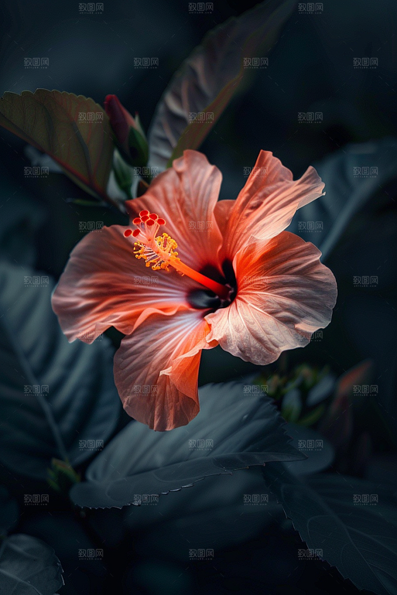 木槿花植物木棉摄影图