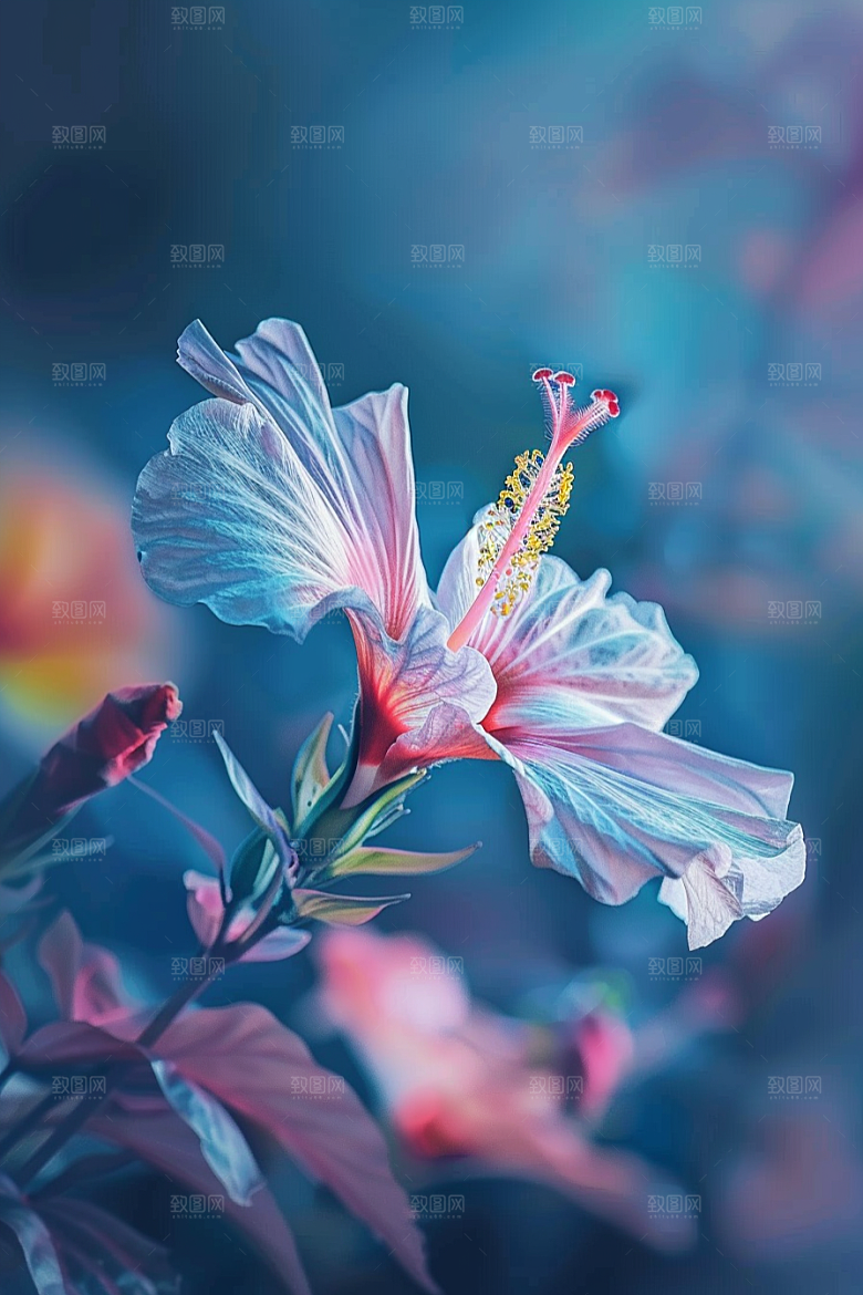 木槿花夏季自然摄影图