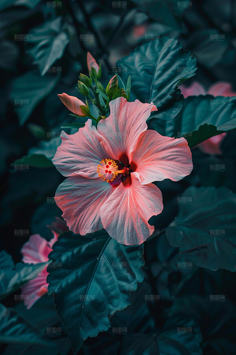 木槿花清新彩色摄影图