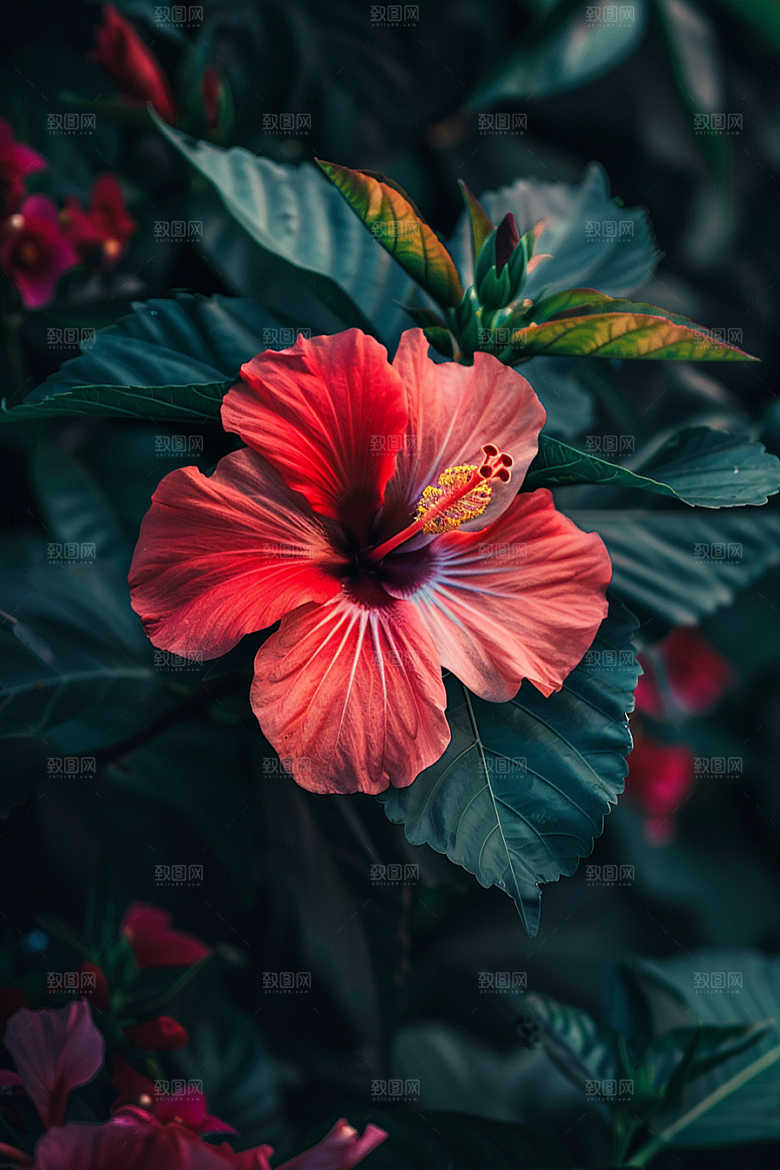 木槿花清新木棉摄影图