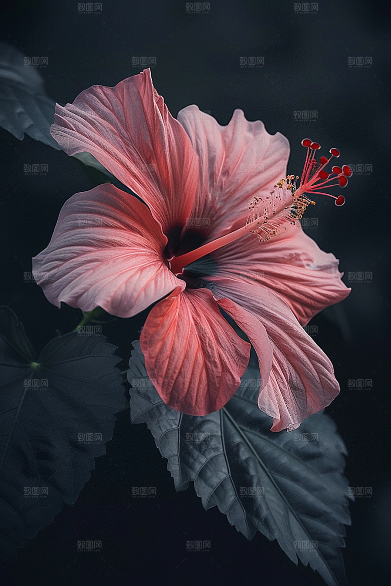 木槿花夏天木棉摄影图