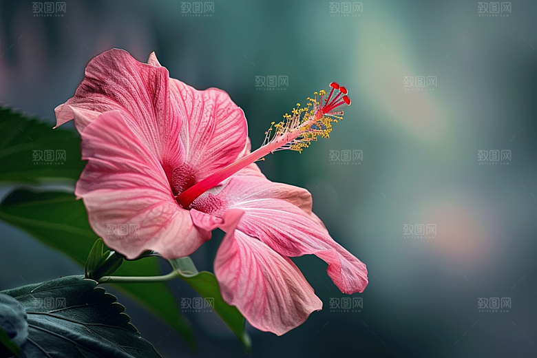 木槿花夏季高清摄影图
