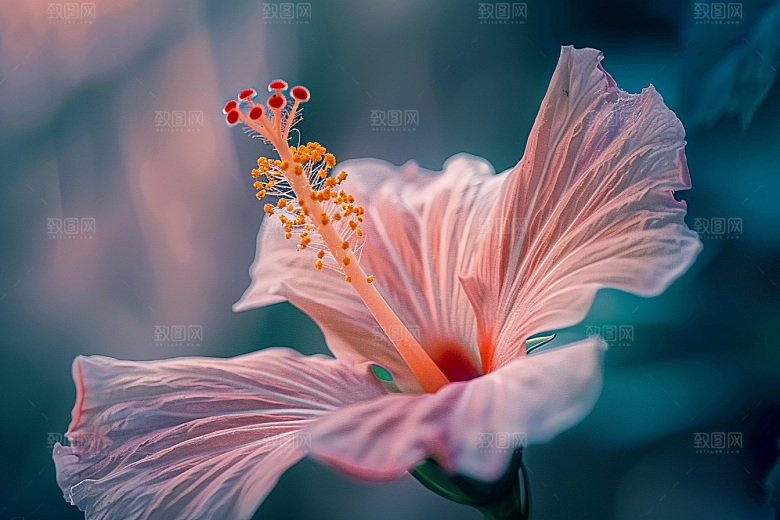 木槿花夏天唯美摄影图
