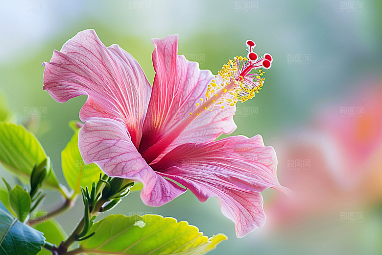 木槿花木棉夏天摄影图