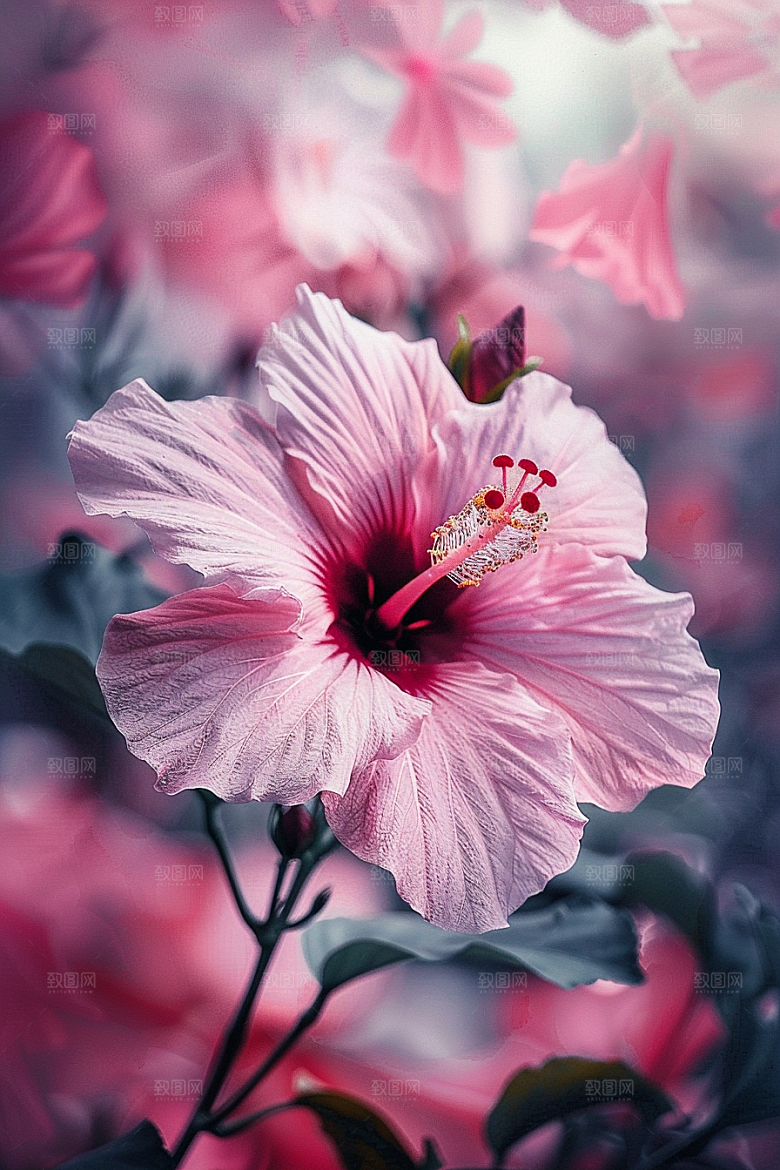木槿花自然清新摄影图