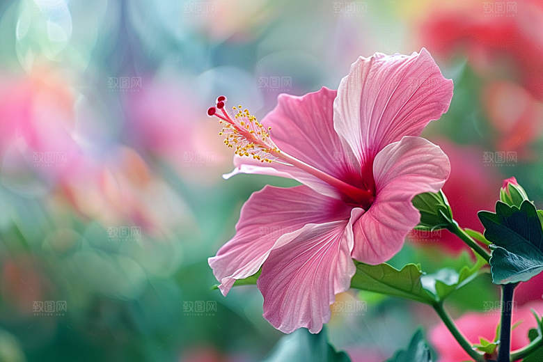 木槿花清新夏天摄影图