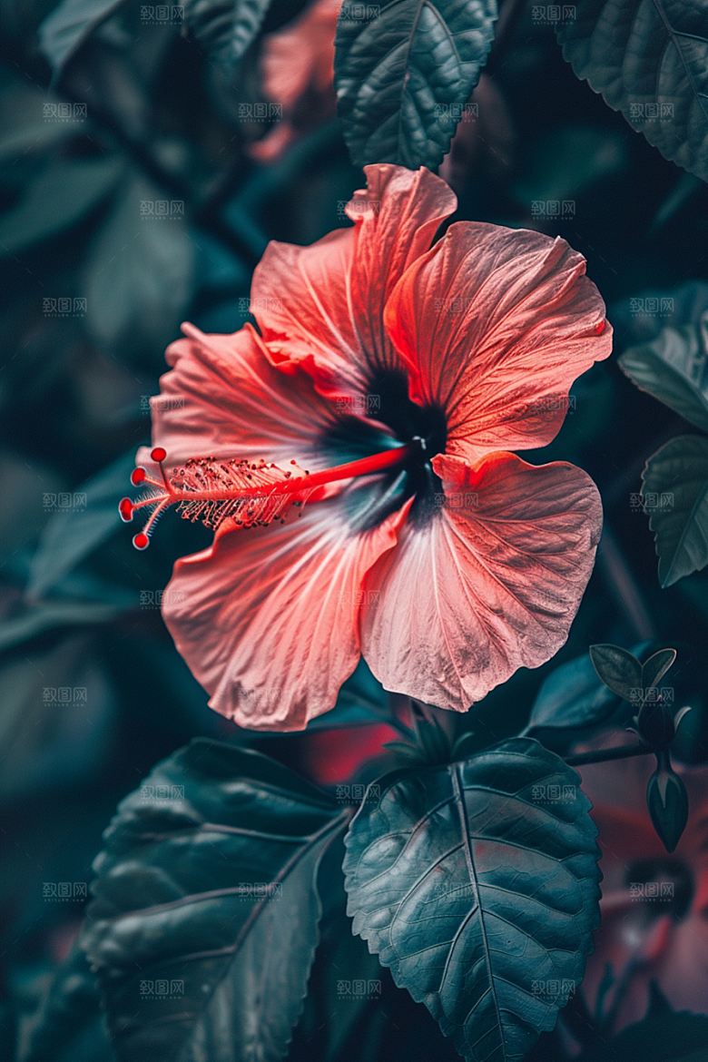 木槿花夏天自然摄影图