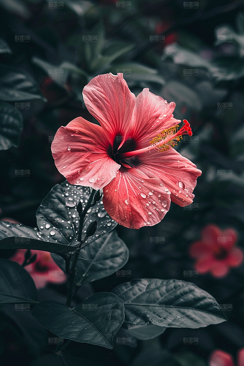 木槿花夏季彩色摄影图
