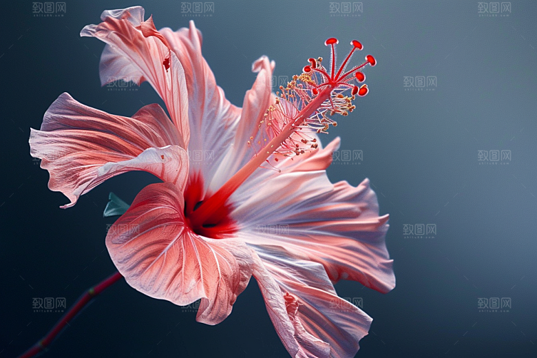 木槿花花卉清新摄影图