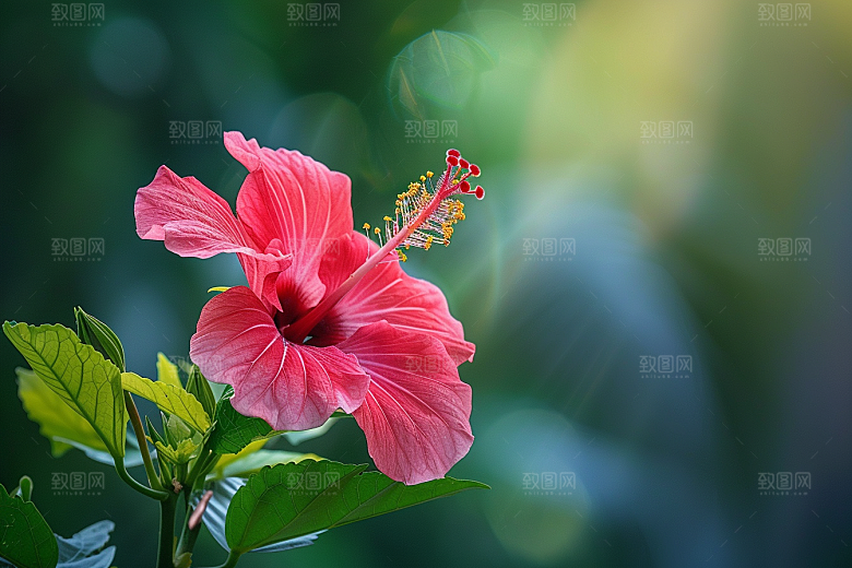 木槿花木棉夏天摄影图