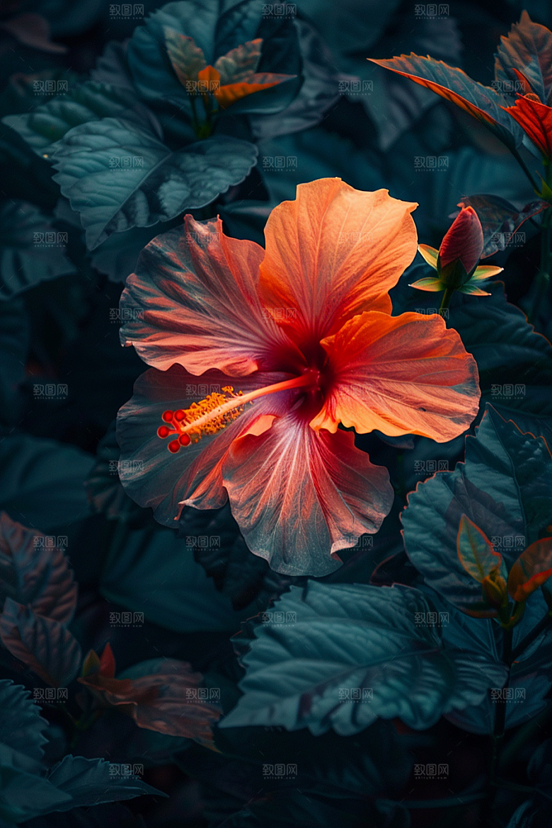 木槿花自然唯美摄影图