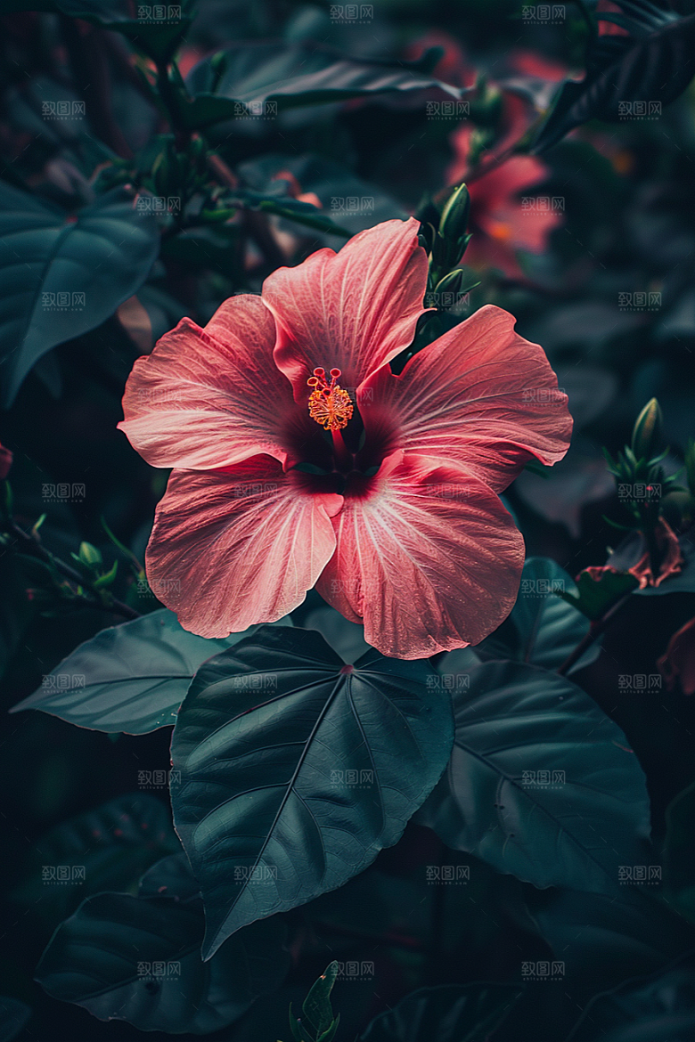 木槿花高清夏季摄影图