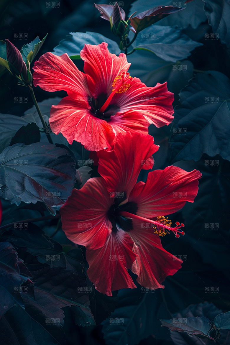 木槿花夏季木棉摄影图
