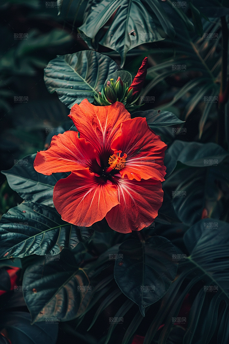 木槿花花卉自然摄影图