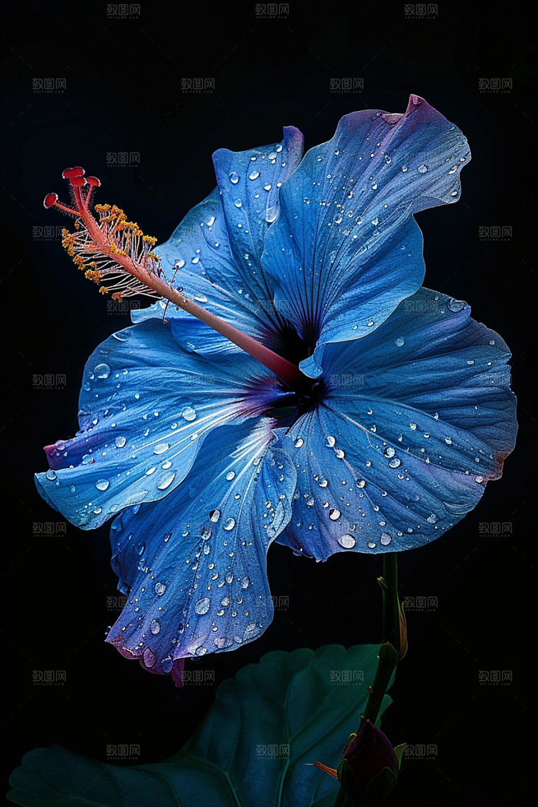 木槿花花卉高清摄影图