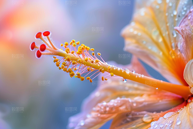 木槿花高清夏天摄影图