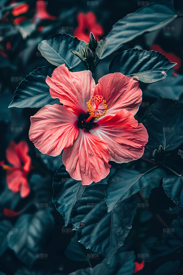 木槿花木棉彩色摄影图
