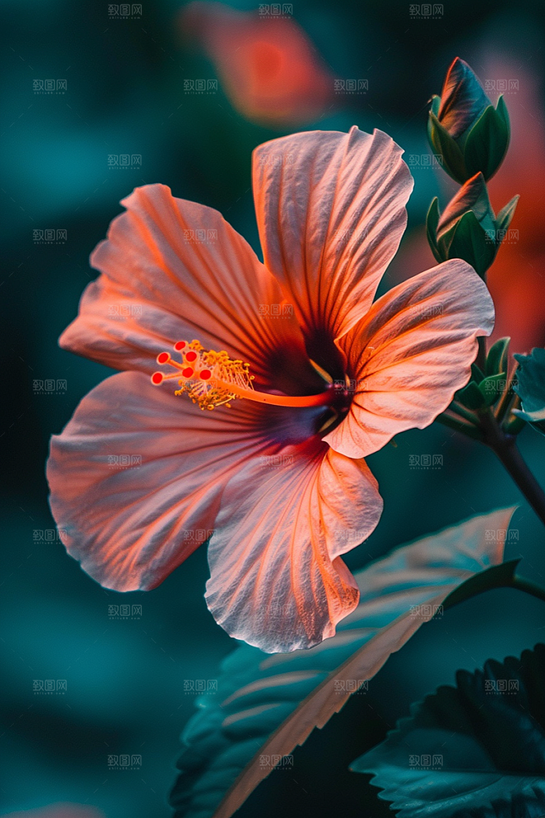 木槿花夏天植物摄影图