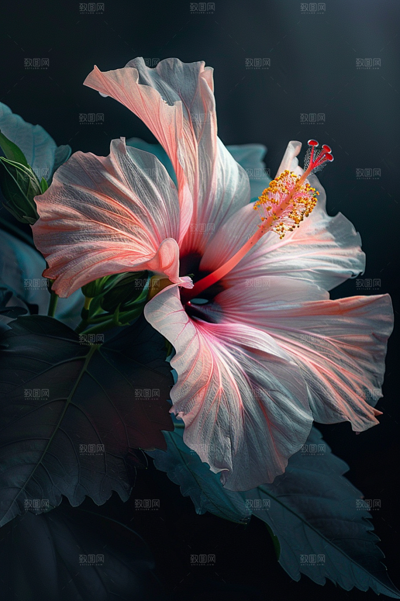 木槿花木棉唯美摄影图