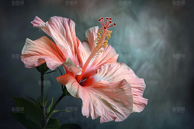 木槿花夏季夏天摄影图