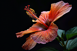 木槿花彩色植物摄影图