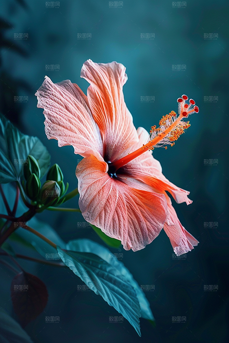 木槿花木棉彩色摄影图