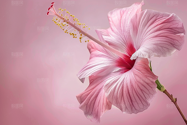 木槿花彩色高清摄影图