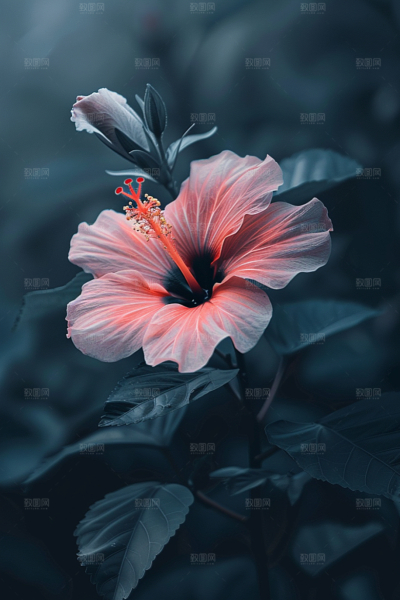 木槿花夏天清新摄影图