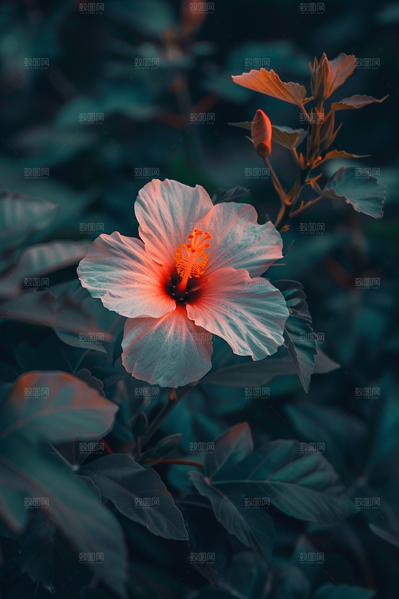 木槿花花朵植物摄影图
