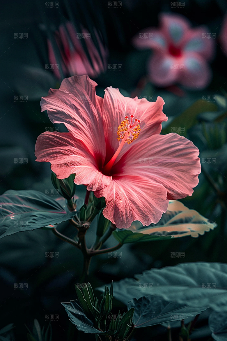 木槿花自然花朵摄影图