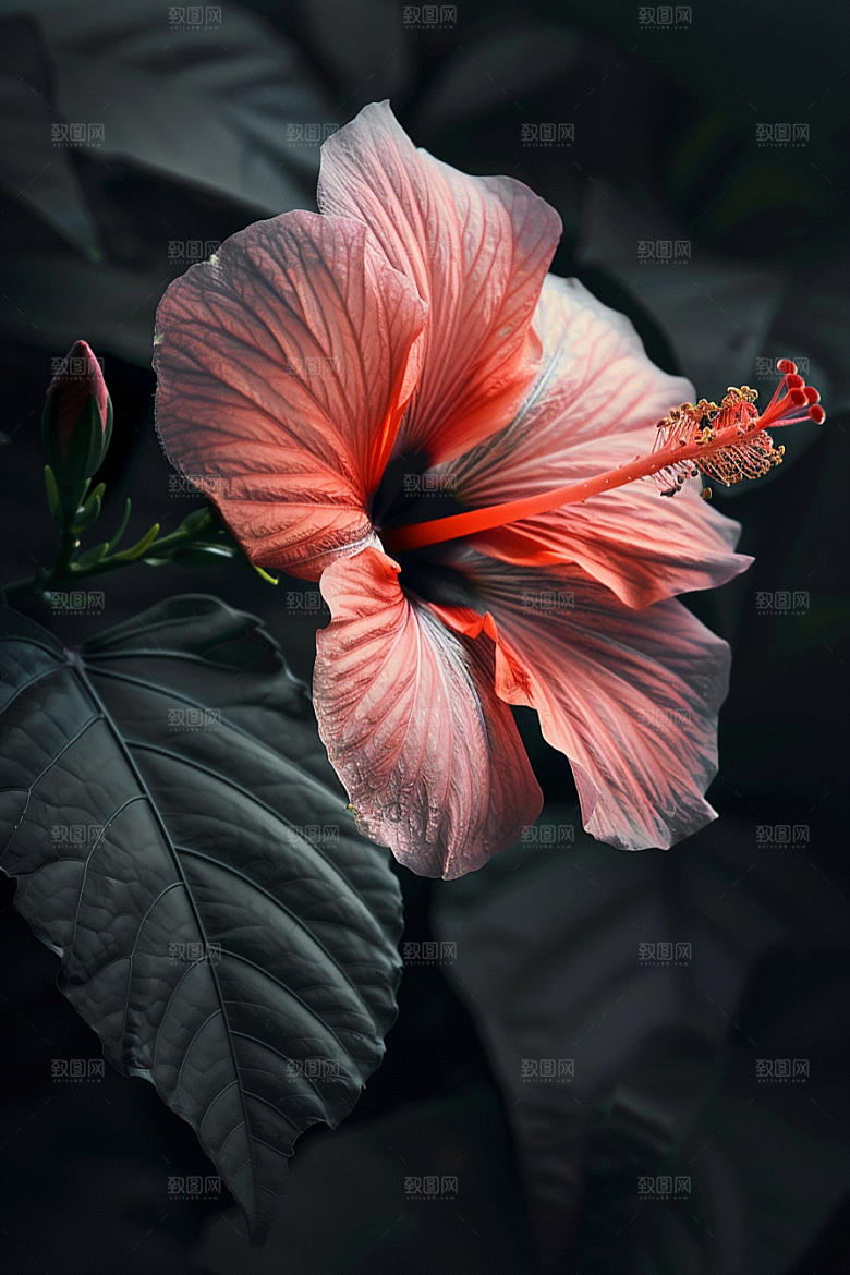 木槿花花卉木棉摄影图