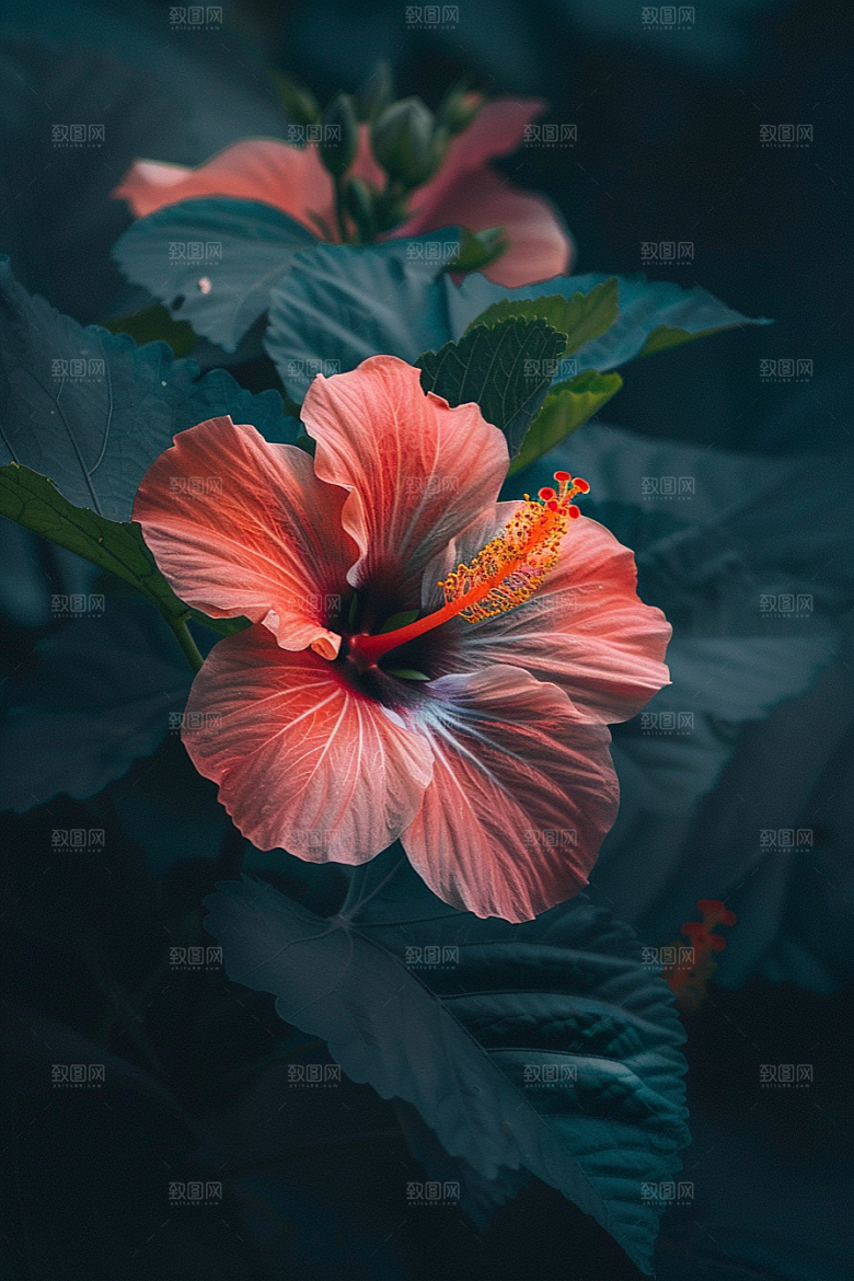 木槿花自然花卉摄影图