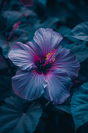 木槿花彩色唯美摄影图