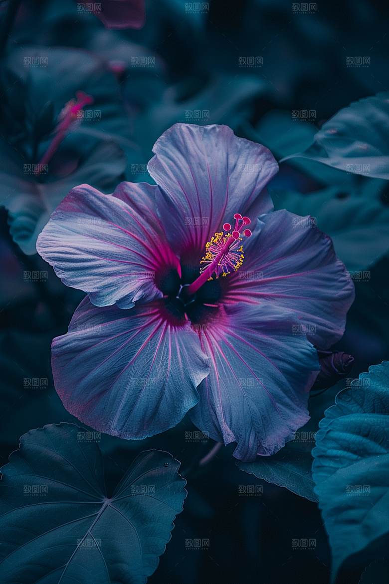 木槿花彩色唯美摄影图