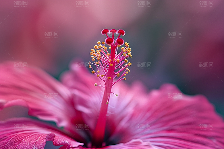 木槿花清新夏天摄影图