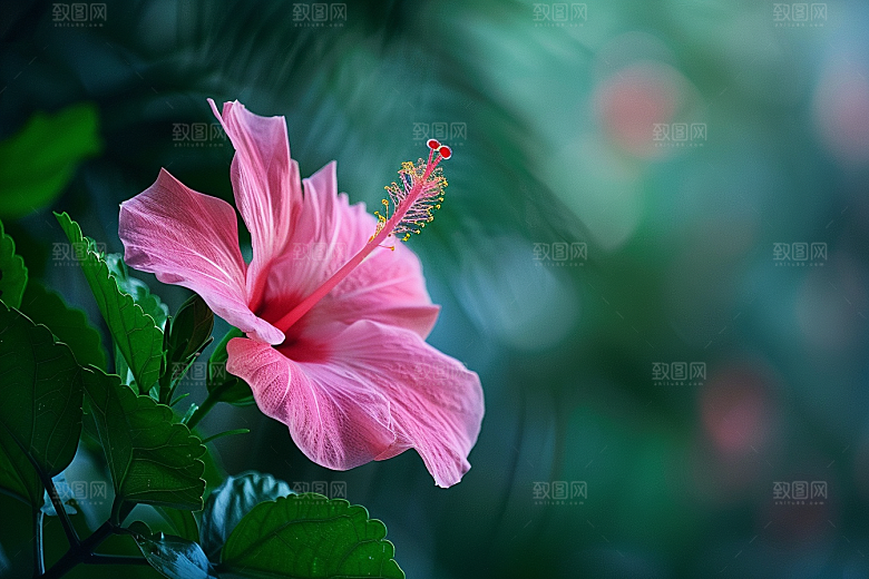 木槿花彩色夏天摄影图