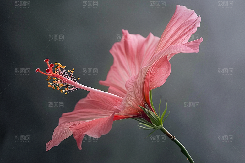 木槿花花卉自然摄影图