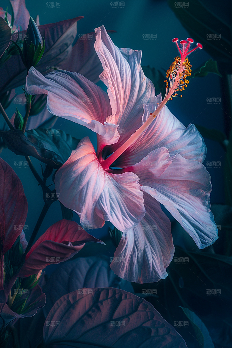 木槿花夏天花朵摄影图
