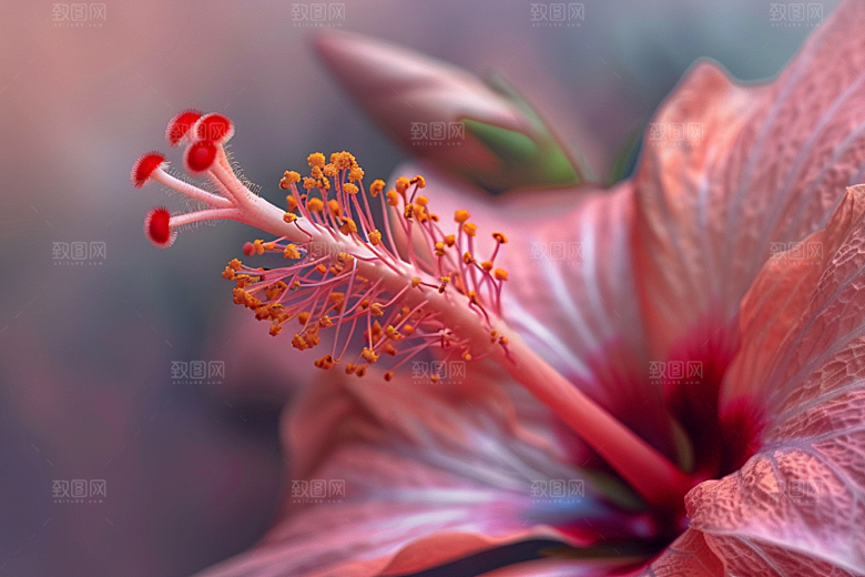 木槿花唯美夏季摄影图