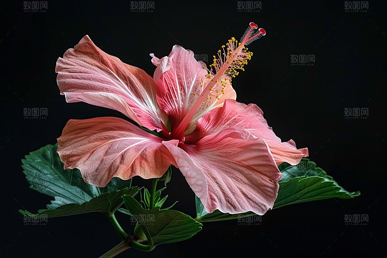 木槿花花朵夏季摄影图