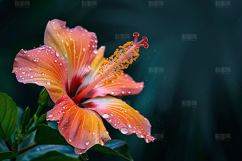 木槿花花朵夏天摄影图