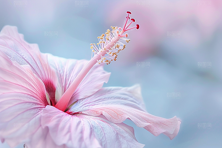 木槿花花卉彩色摄影图
