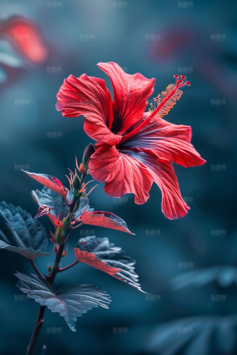 木槿花植物花朵摄影图