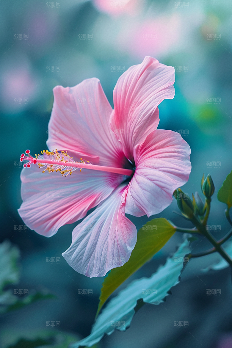 木槿花高清夏季摄影图