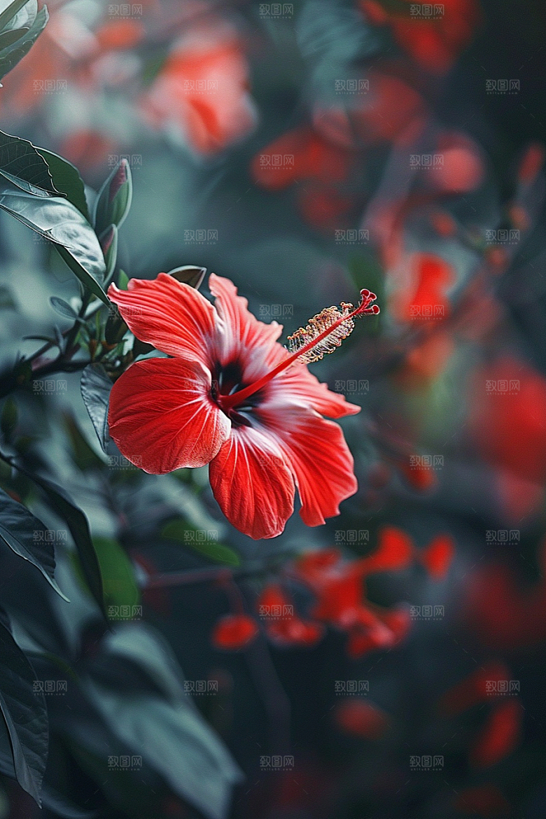 木槿花唯美夏天摄影图