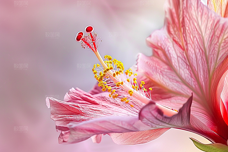木槿花夏天唯美摄影图