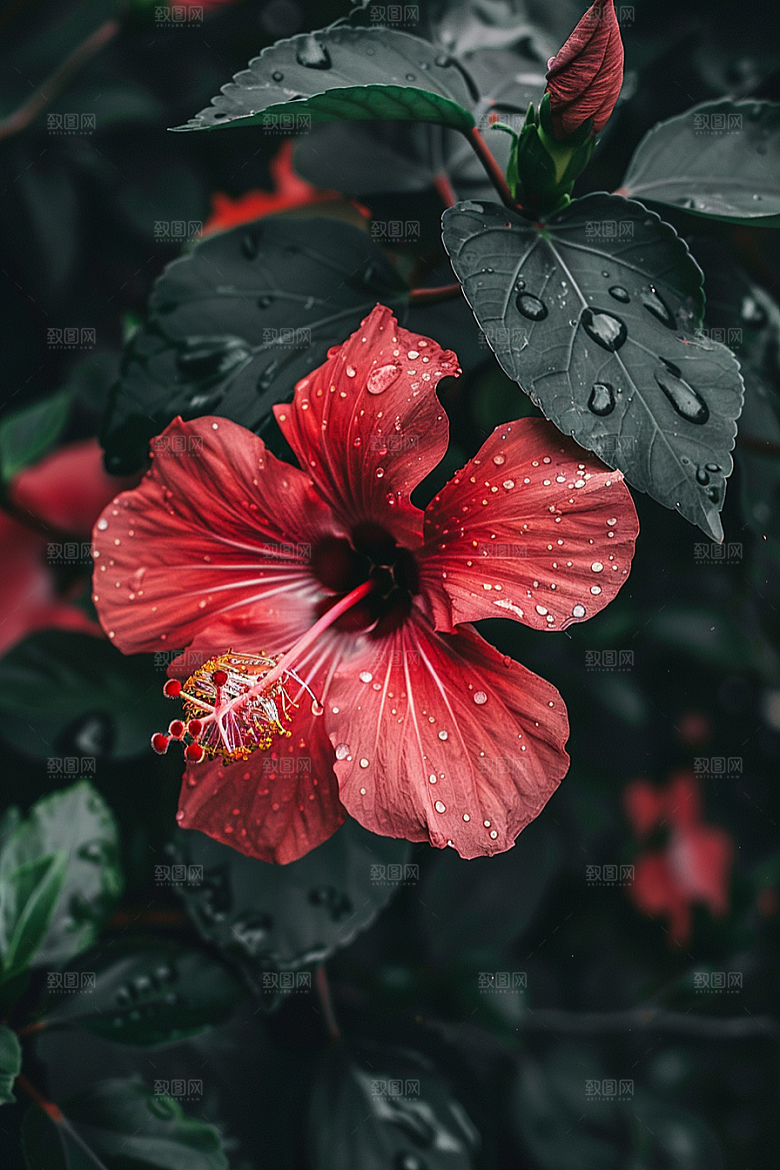 木槿花自然花朵摄影图