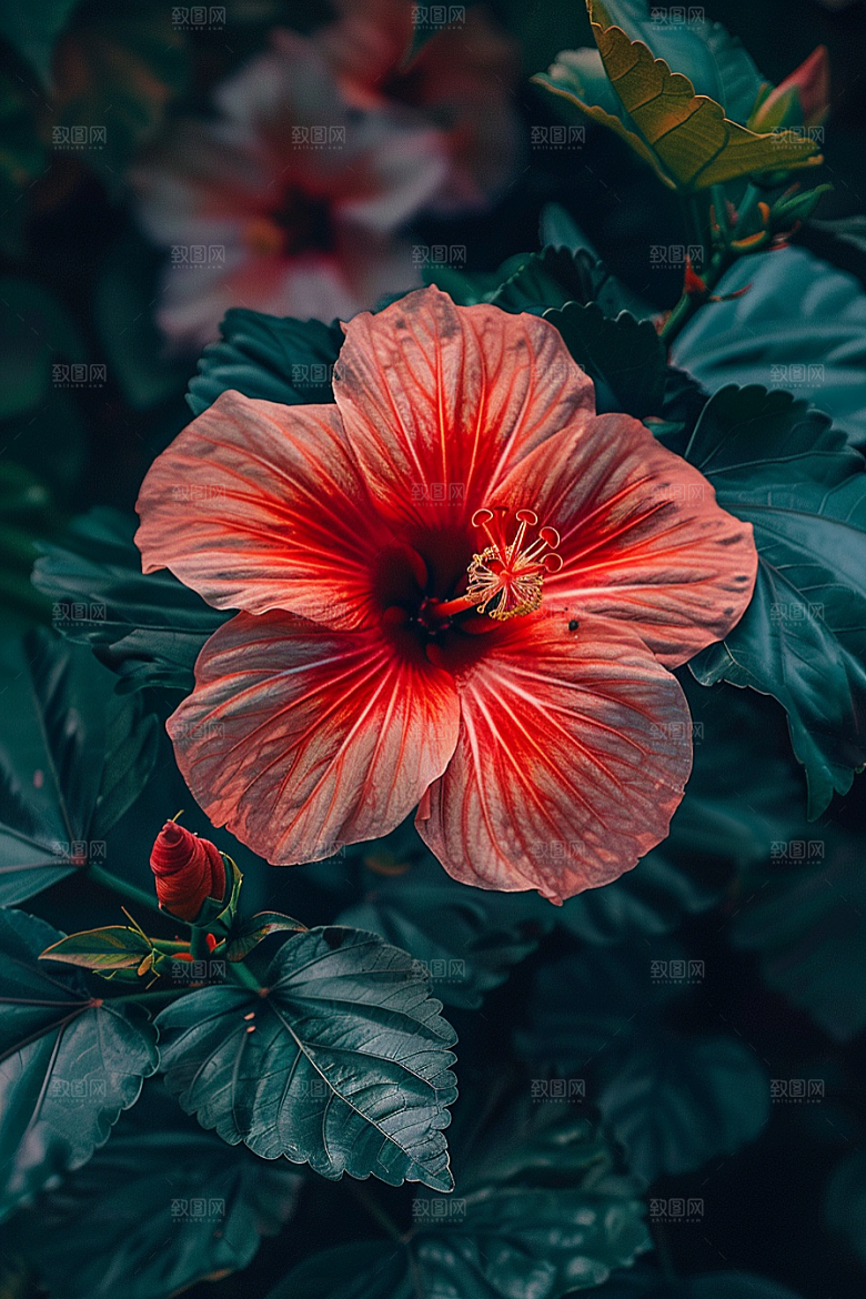 木槿花唯美夏季摄影图
