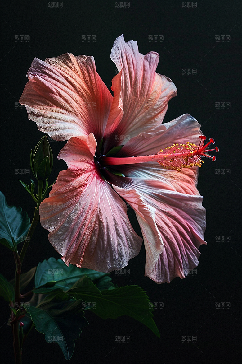 木槿花彩色自然摄影图