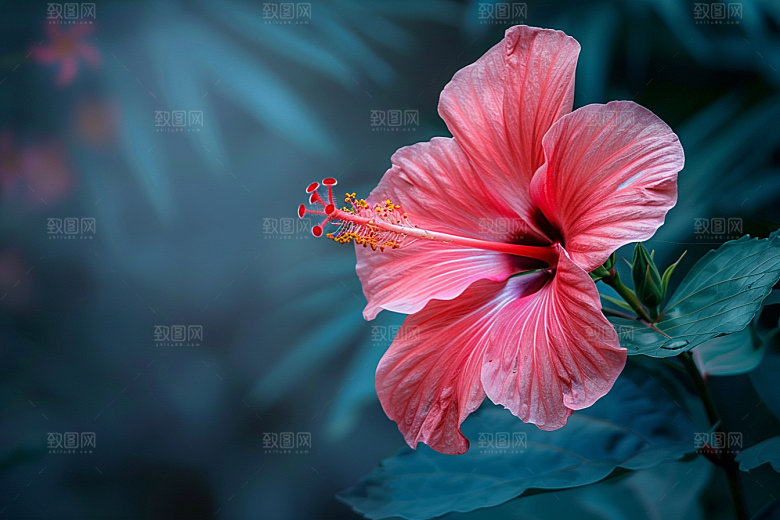 木槿花彩色花卉摄影图